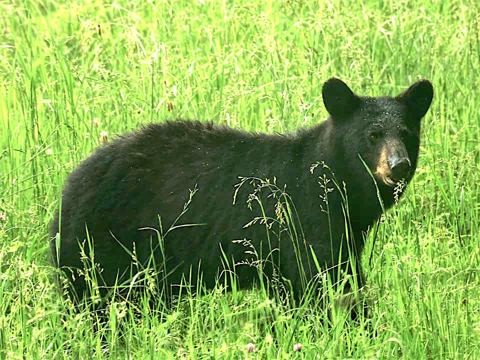 How to see Black Bears in the Smoky Mountains