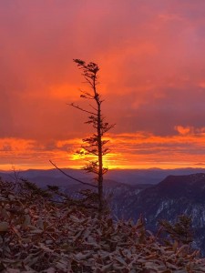 The Charlie Brown Tree at Sunrise Myrtle Point on top of Mount LeConte
